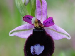 Ophrys_bertolonii_Bosco_Quarto_2